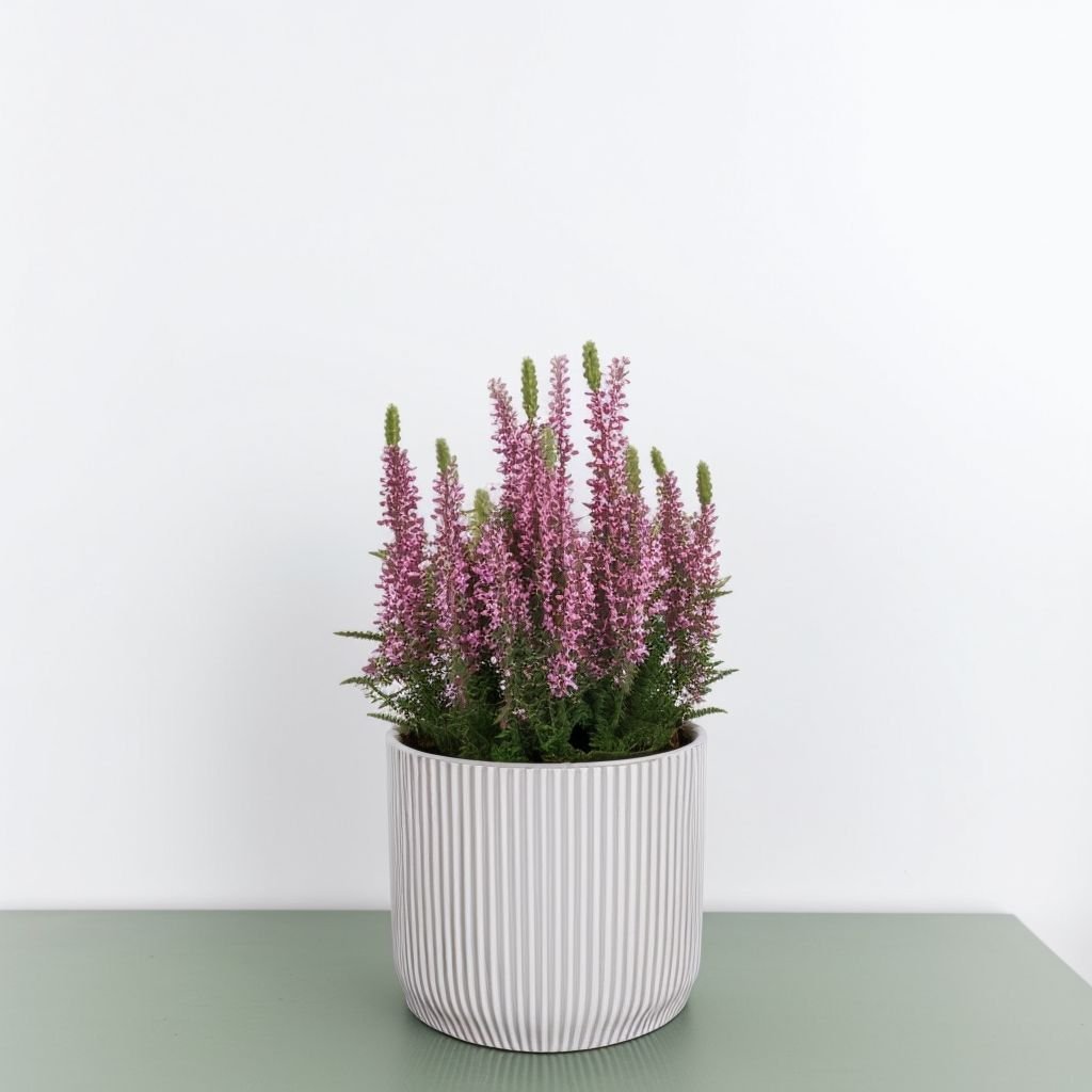 Wrzos w doniczce - obrazek 3