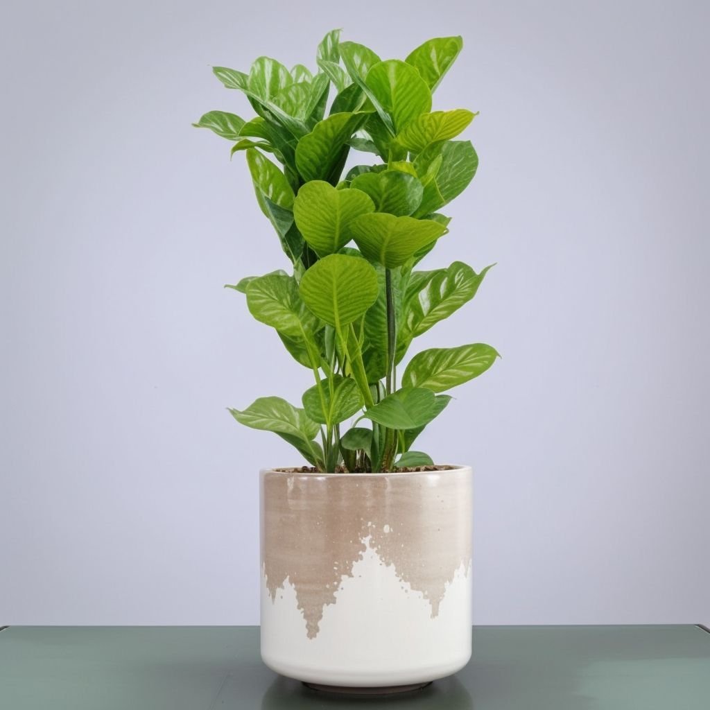 Ficus Lyrata w doniczce