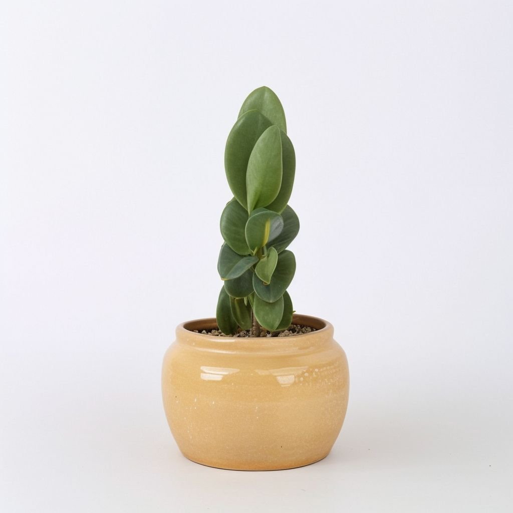 Kaktus Cereus w doniczce