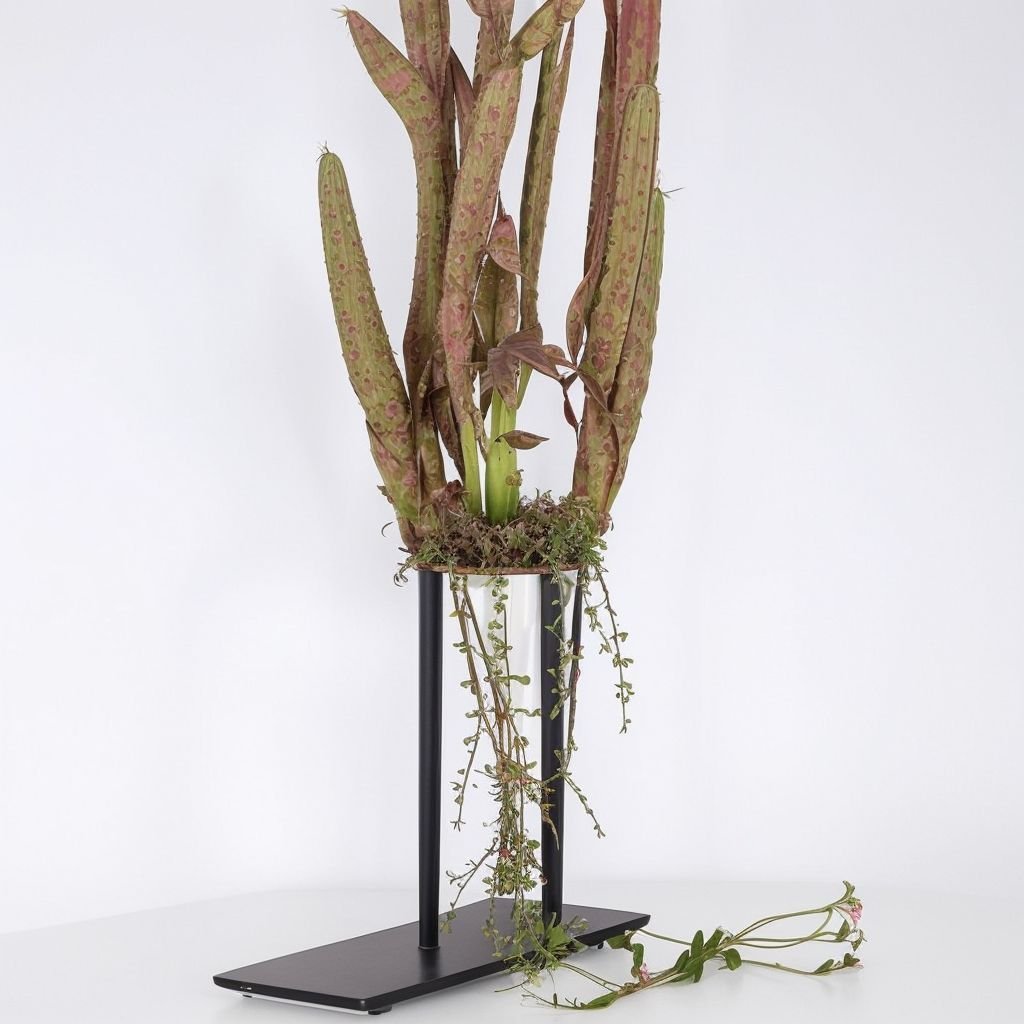 Ceropegia Silver Glory w doniczce