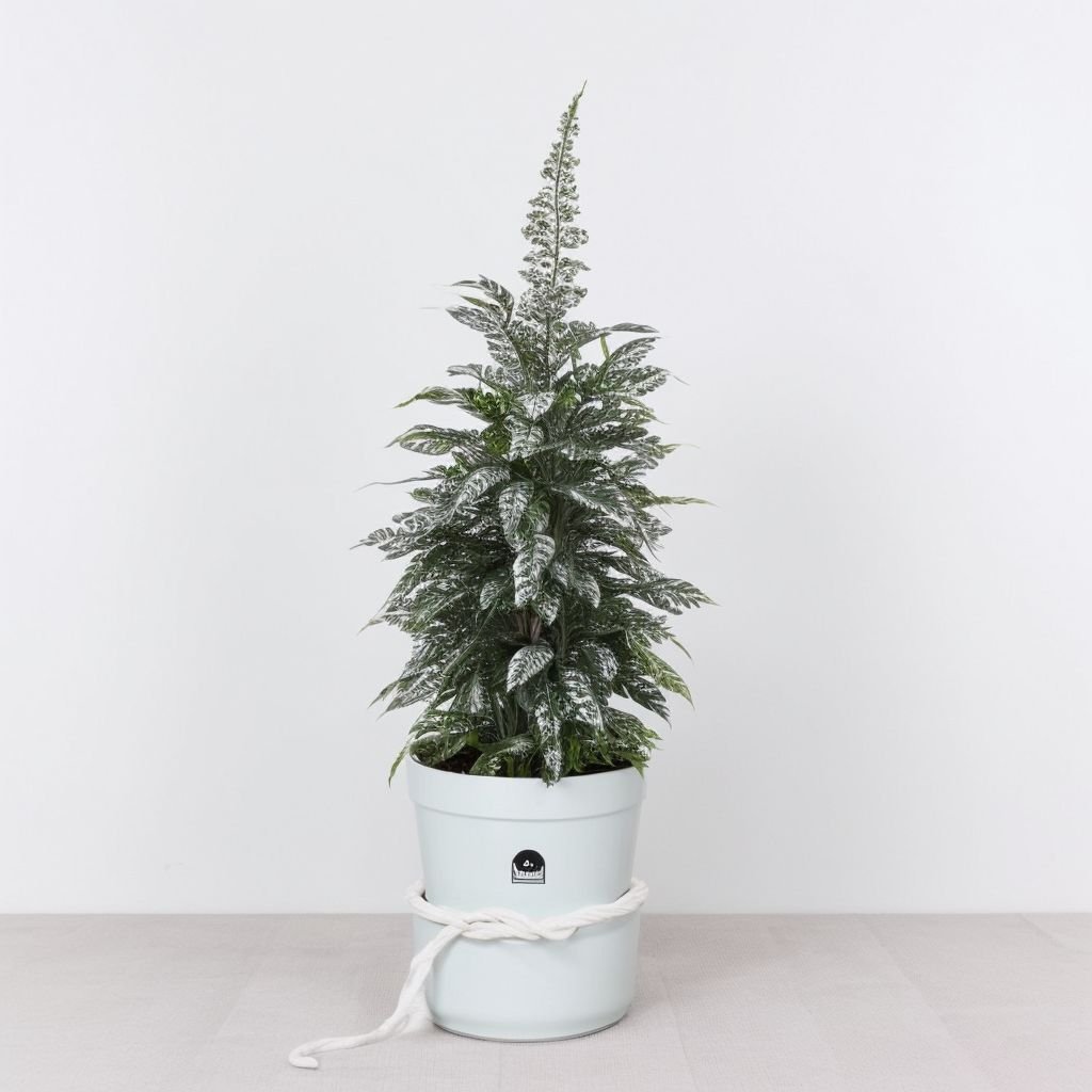 Cyprysik bożonarodzeniowy pokryty śniegiem w doniczce