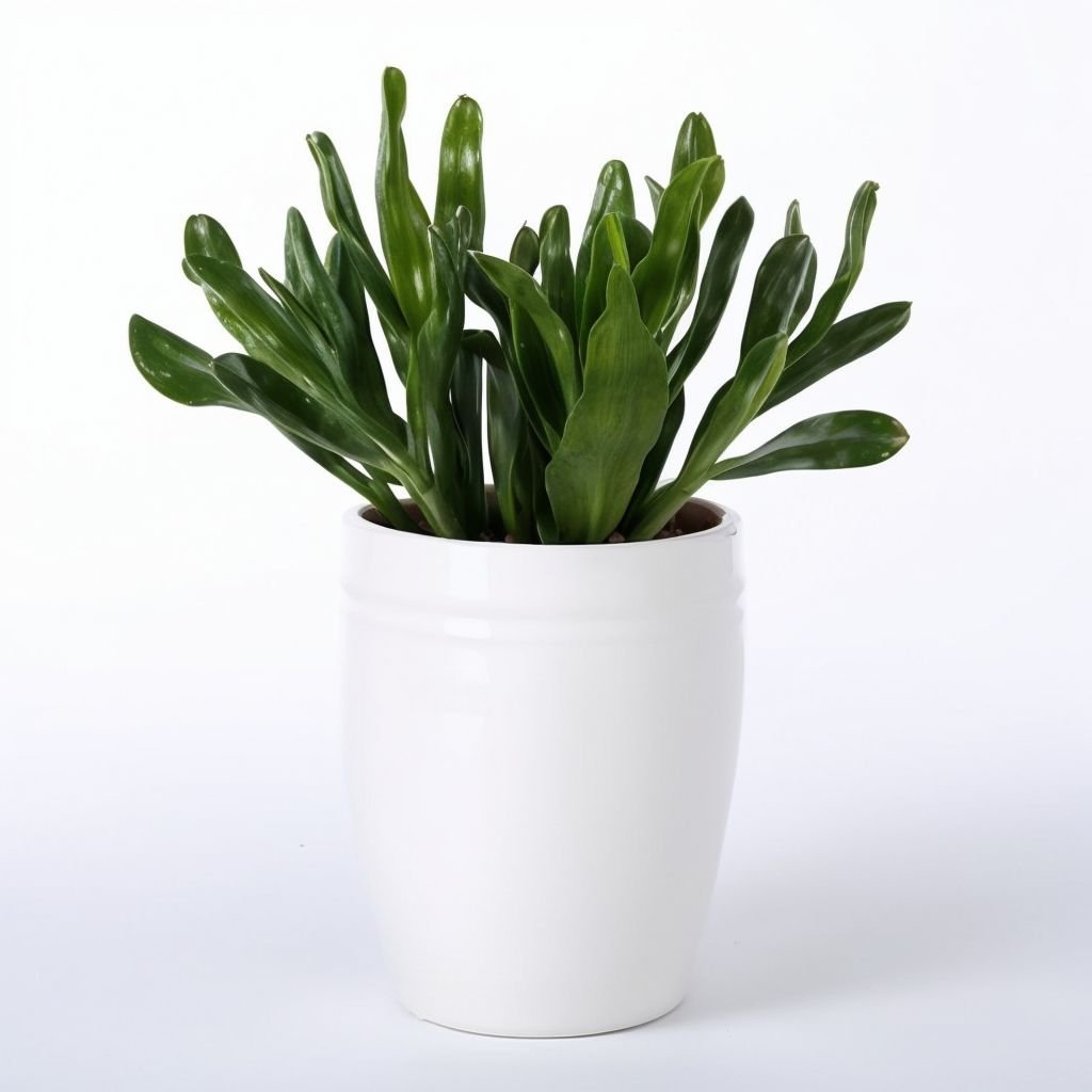 Mieszanka sukulentów w doniczce - obrazek 2