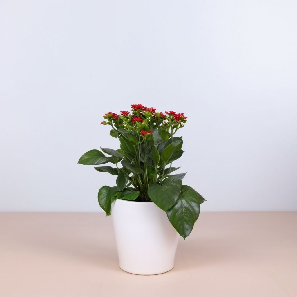 Zestaw w białej ceramicznej doniczce "Dom" - obrazek 4