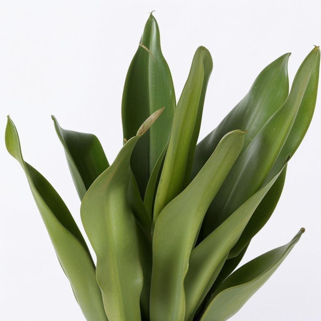 Sansevieria Moonshine S w doniczce - obrazek 2