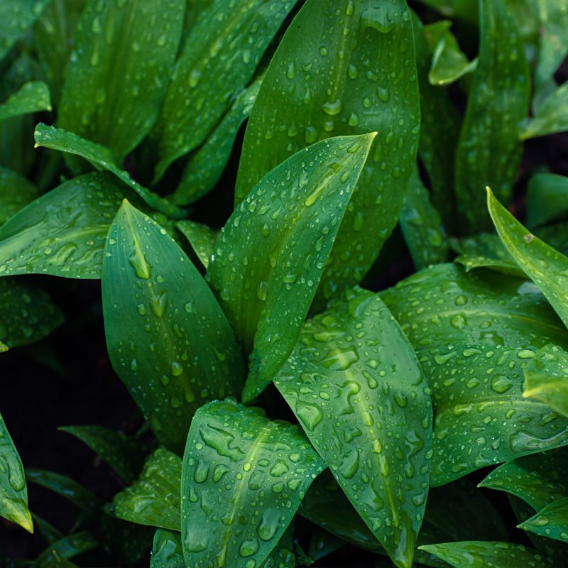 Rośliny ozdobne liściaste