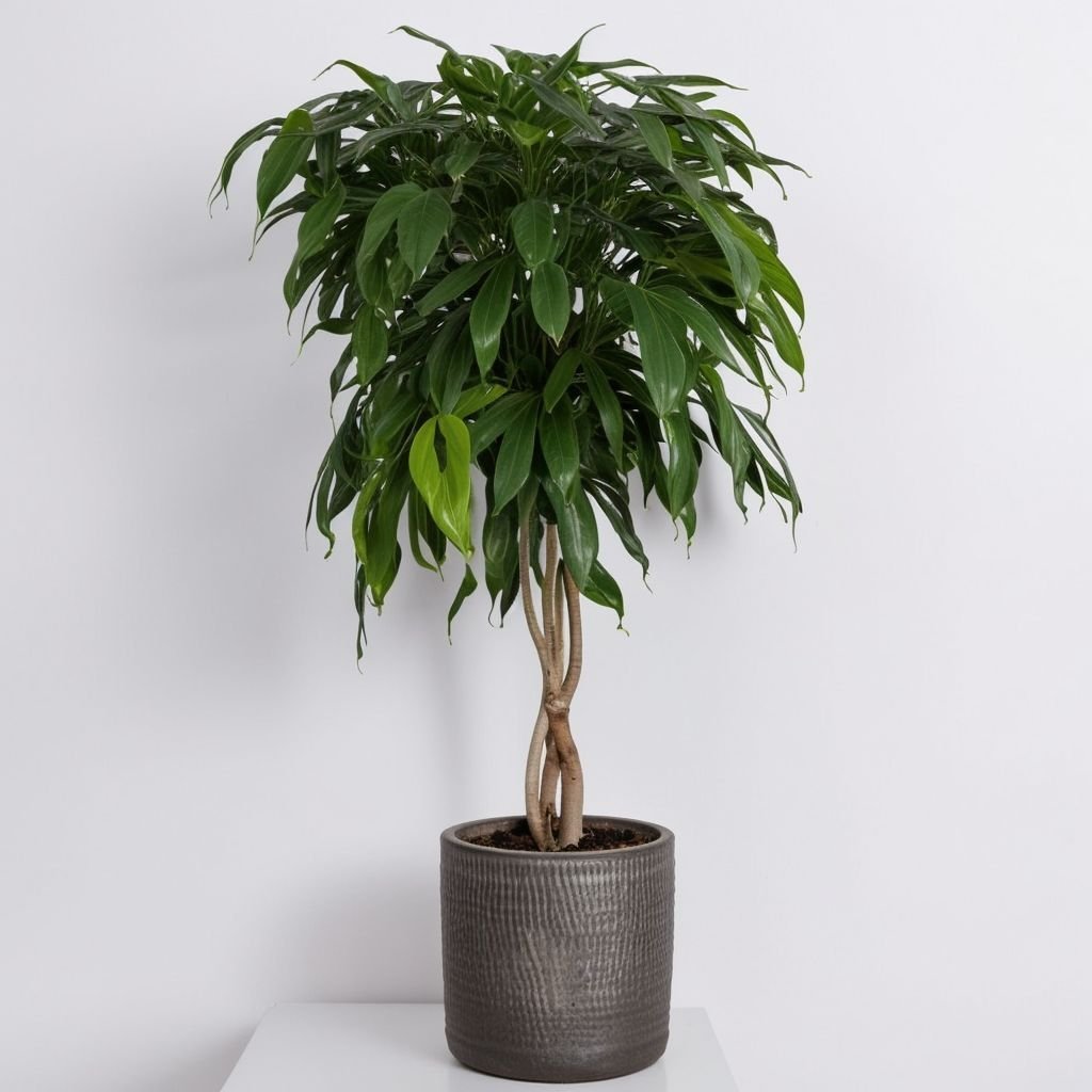 Ficus "Alii" standard