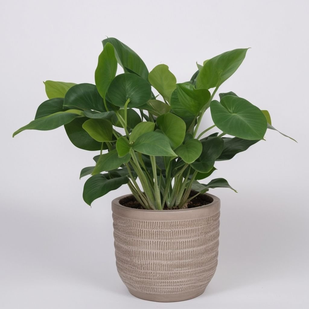 Adelonema Pallidinervium w doniczce