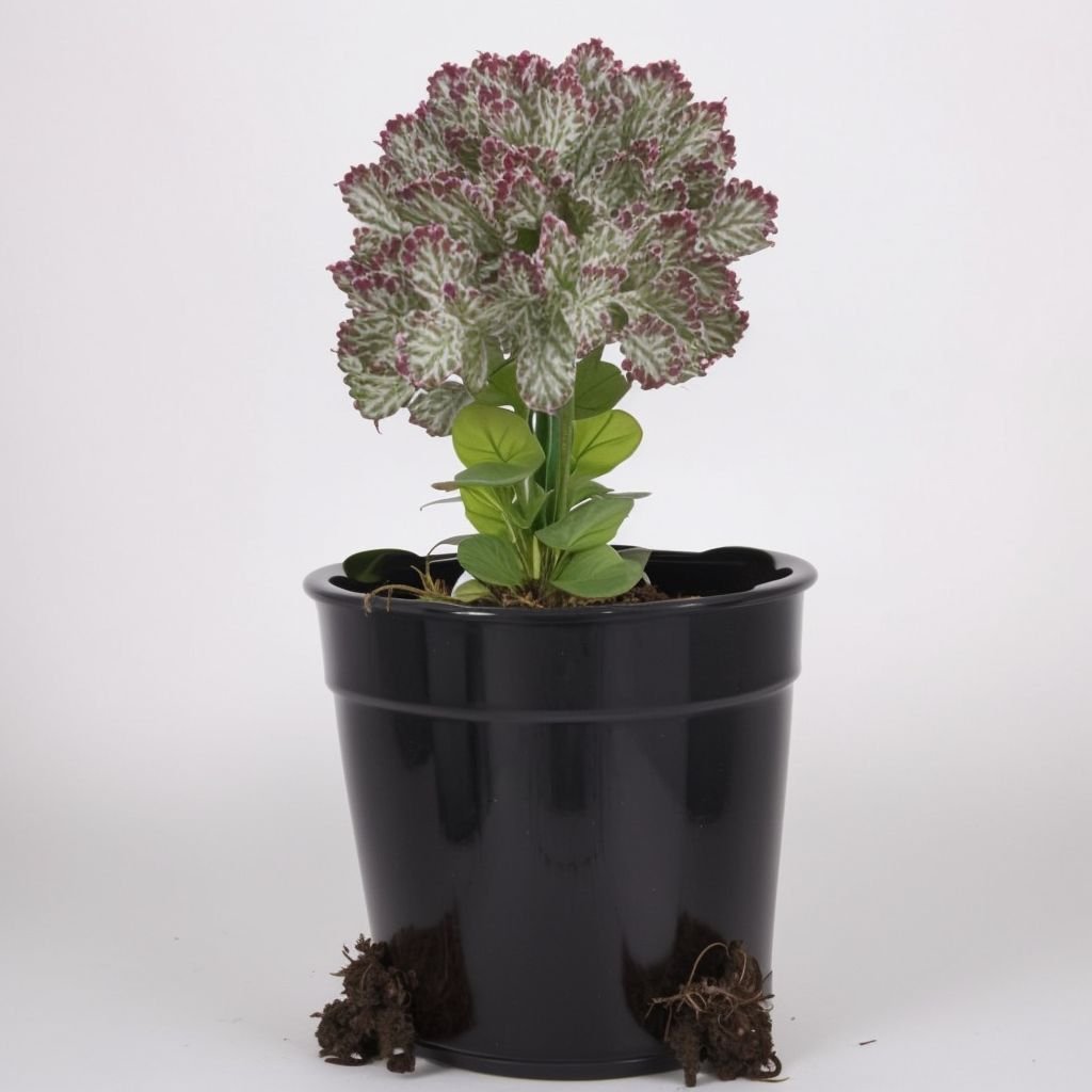 Euphorbia w doniczce