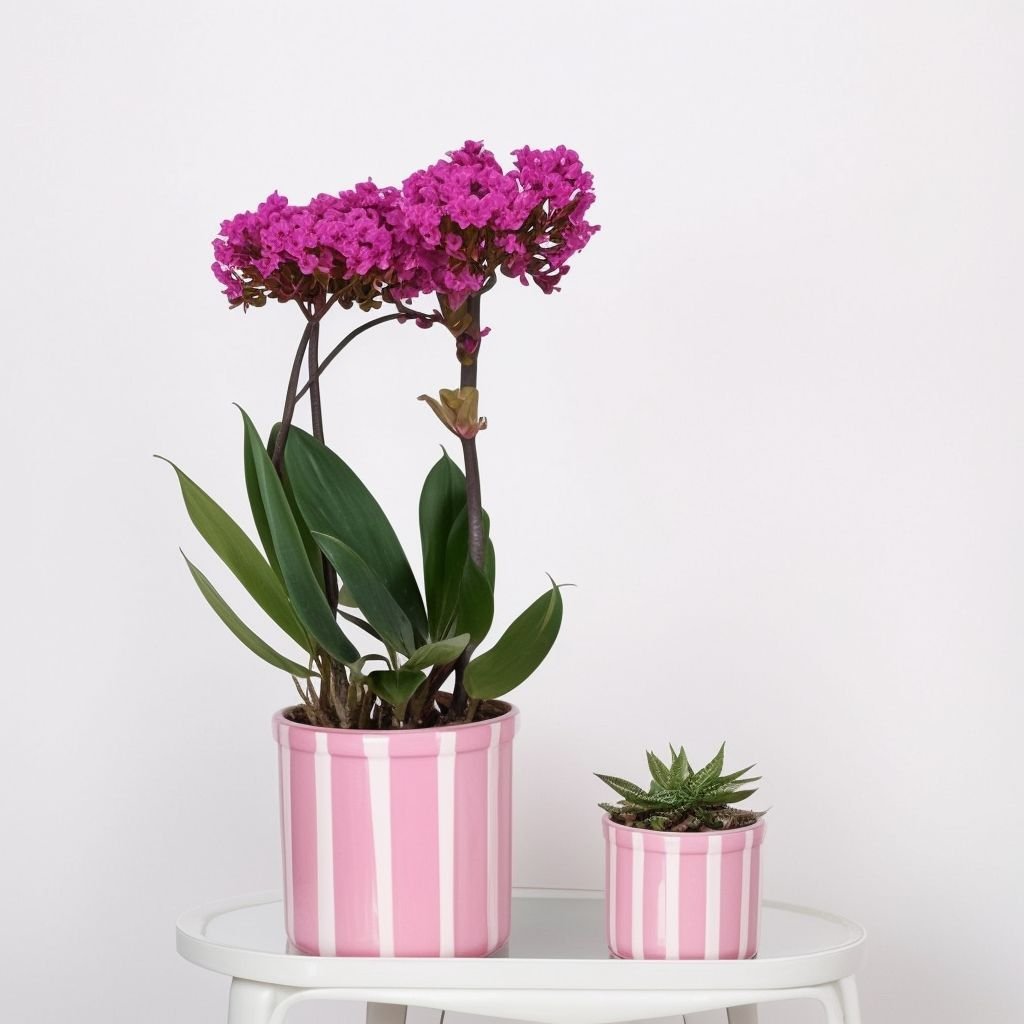 Zestaw roślin "Jasna Harmonia"