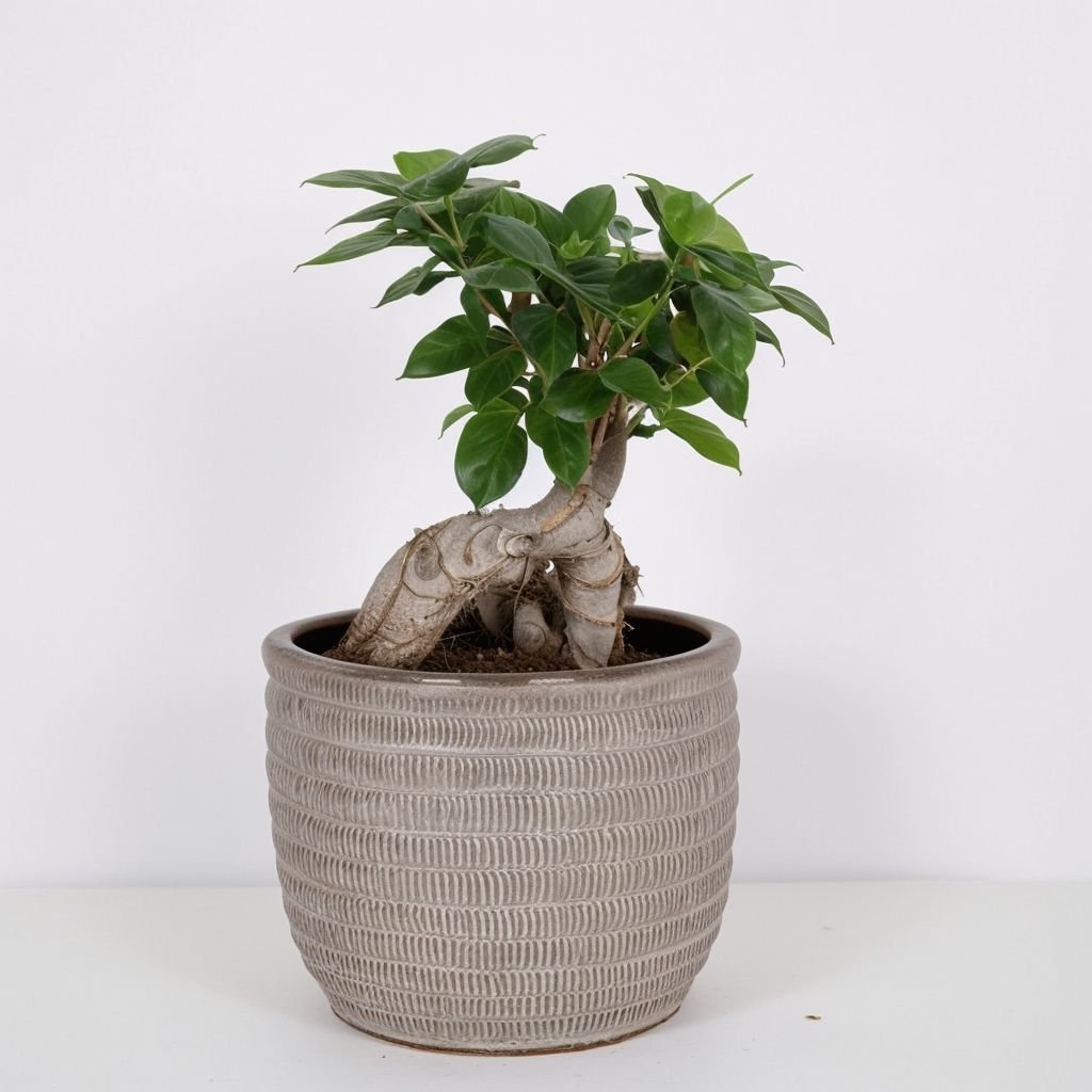 Ficus microcarpa Ginseng w doniczce