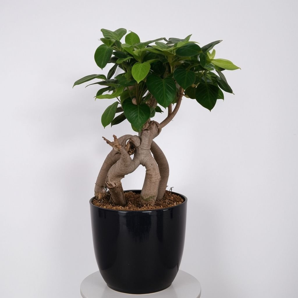 Ficus microcarpa Ginseng w doniczce