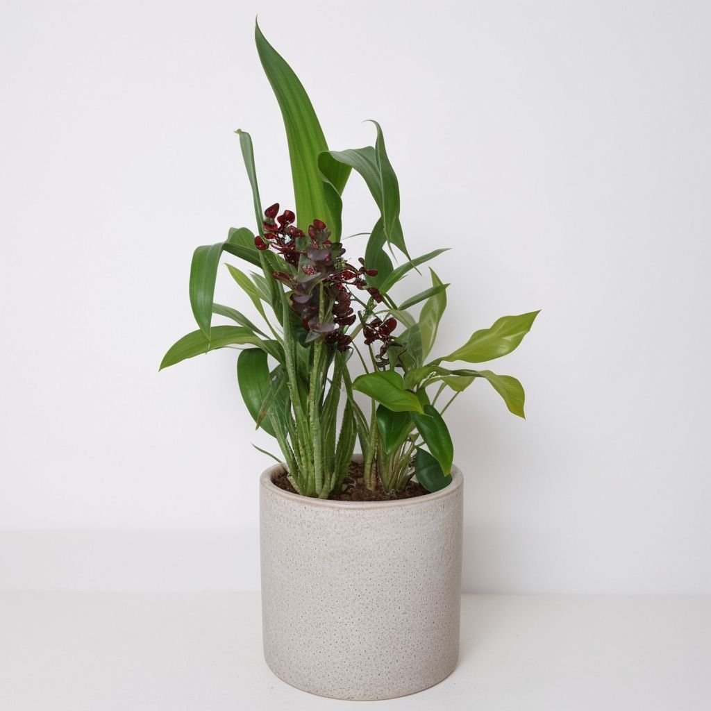 Storczyk Zygopetalum w doniczce