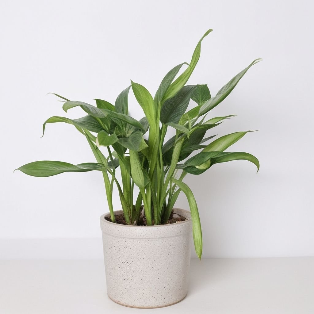 Mieszanka Aglaonema w doniczce