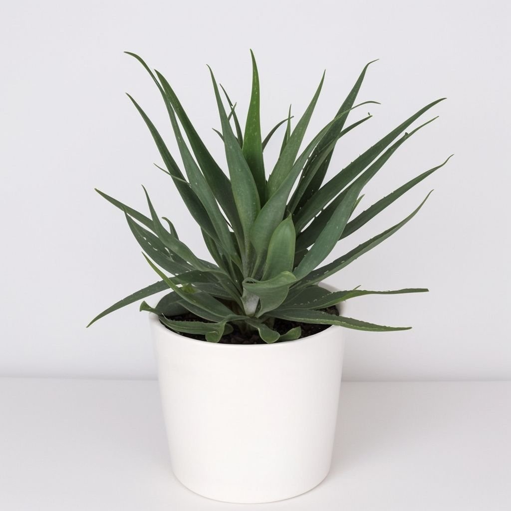 Aloes drzewiasty w doniczce