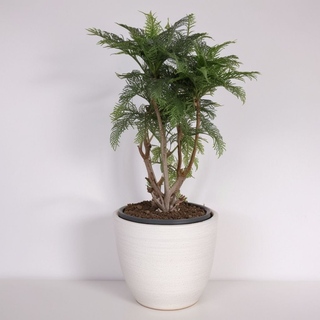 Araucaria (Cunninghamii Bonsai) w doniczce