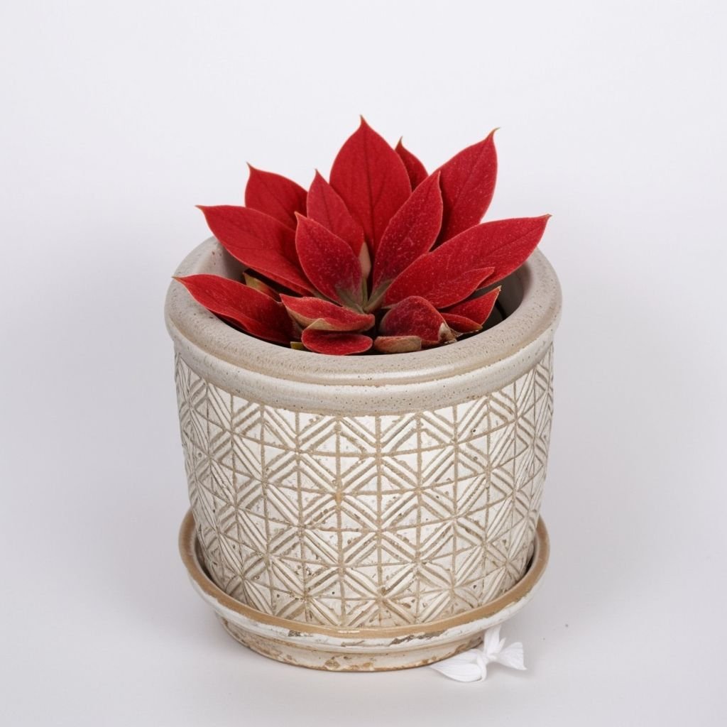 Echeveria w doniczce w kolorze czerwonym