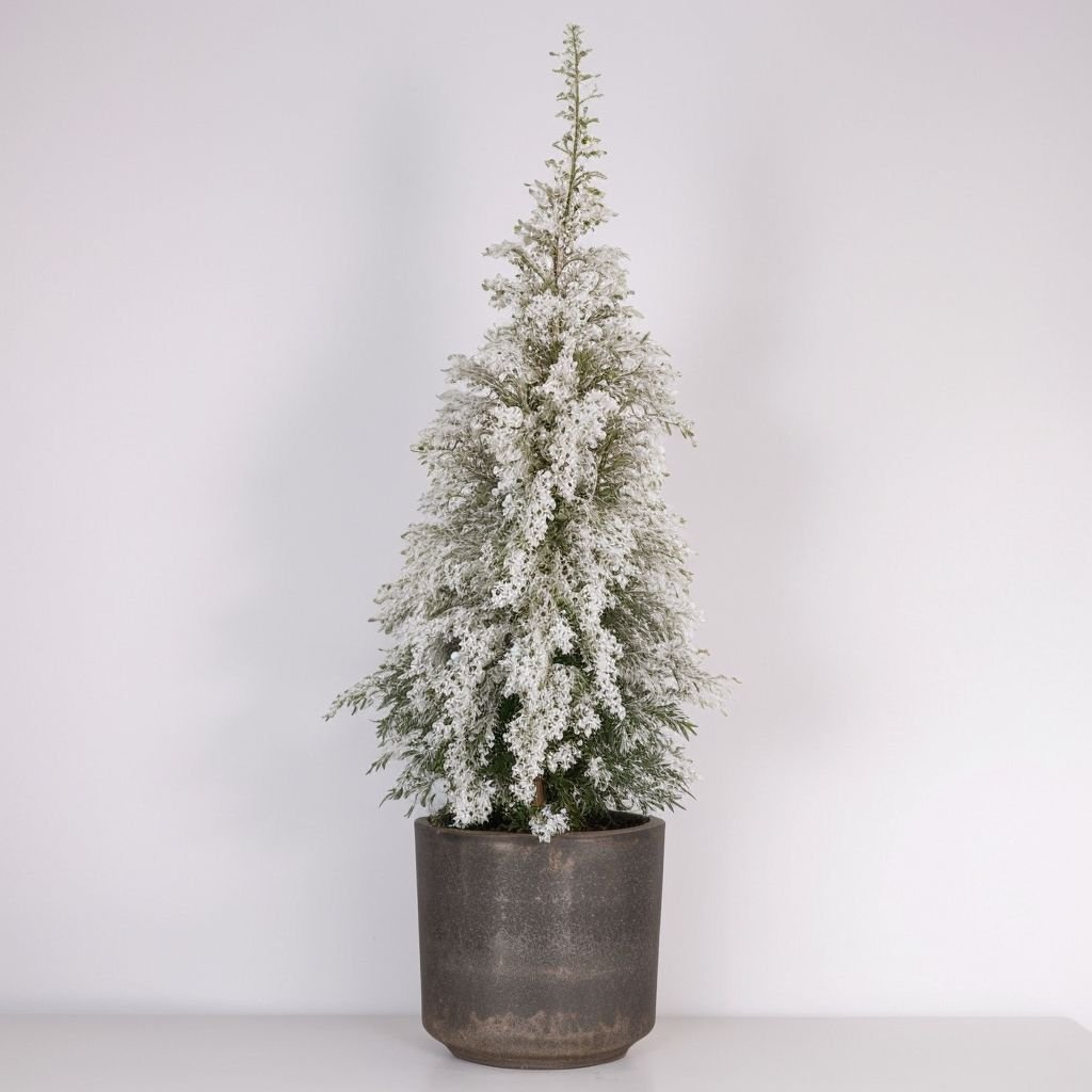 Choinka pokryta śniegiem w doniczce