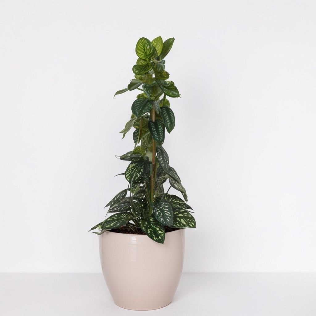 Scindapsus ''Silver Ann'' w doniczce