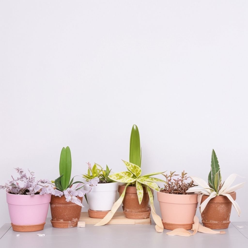 Kompozycja z amarylisem