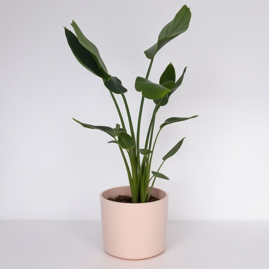 Strelicja w doniczce