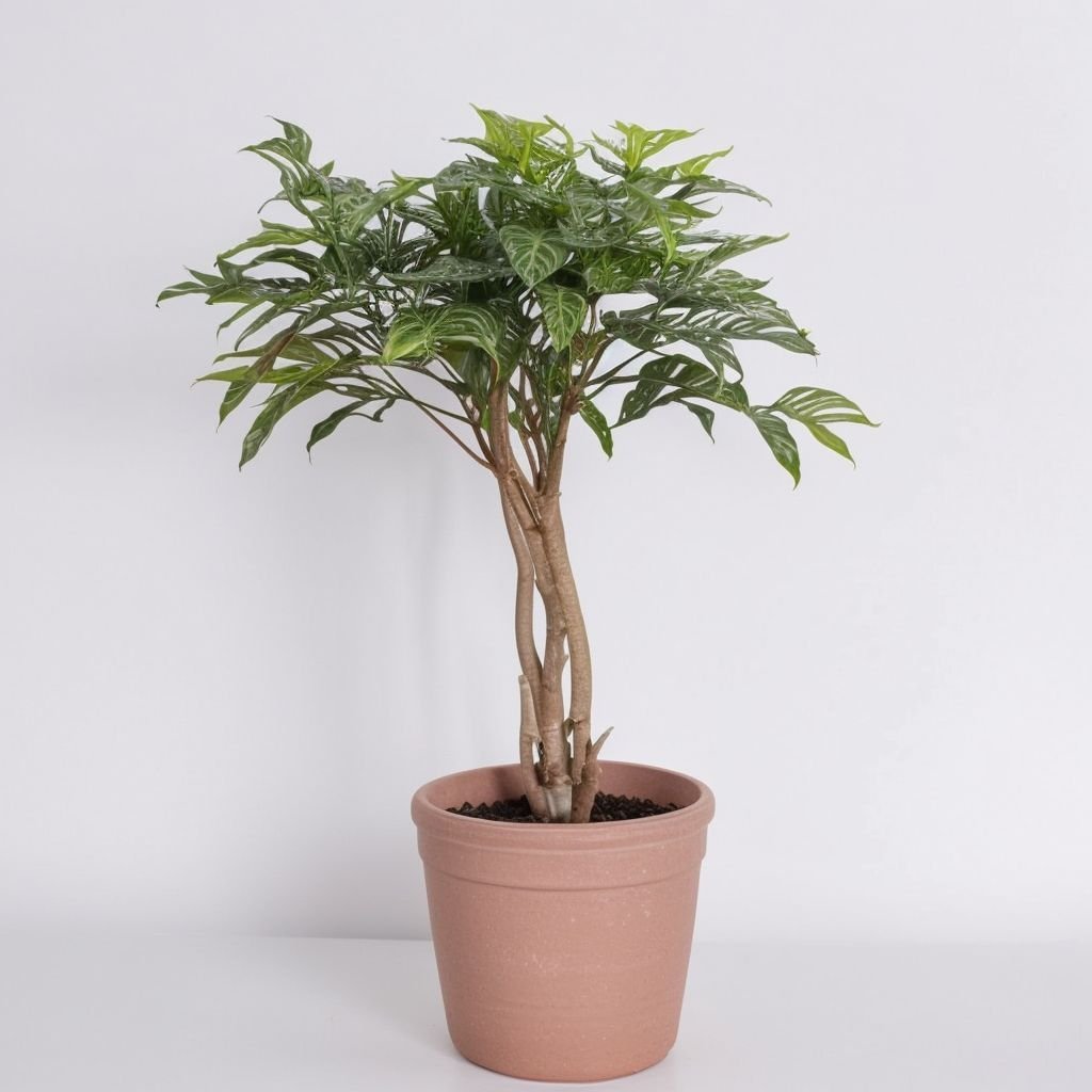 Fikus (Fic Be Bushy King) w doniczce