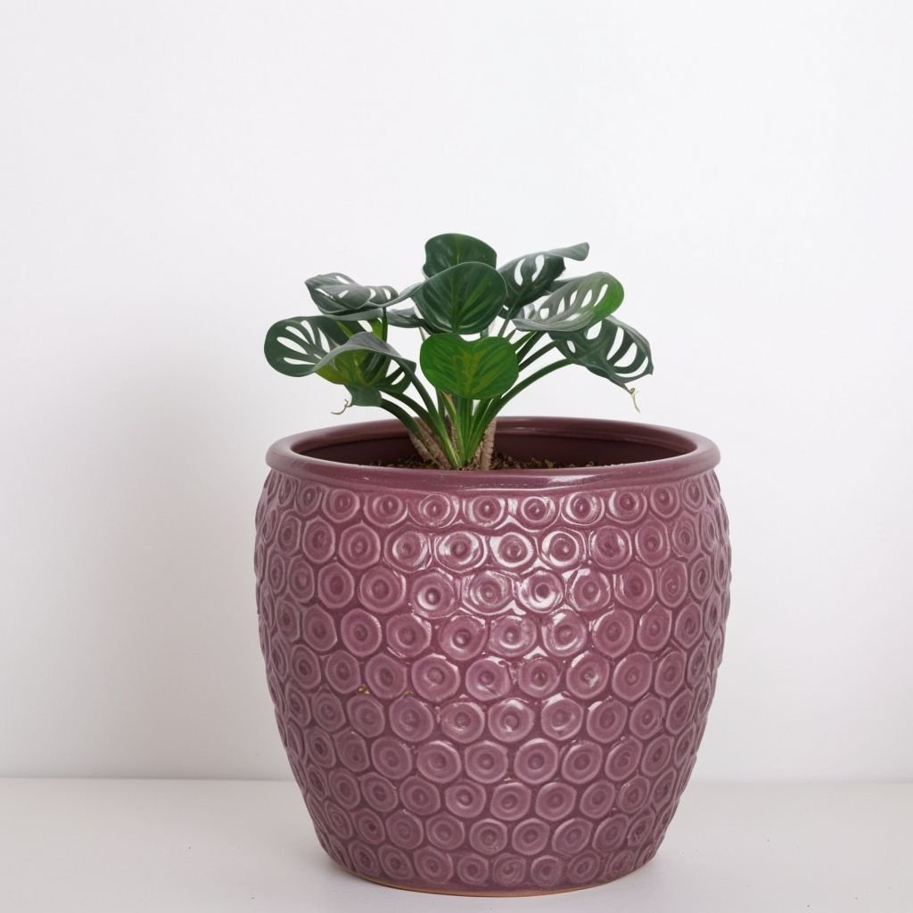 Albuca Friz Sizzle w garnku