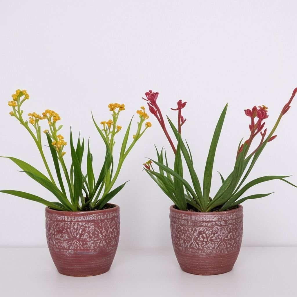 Anigosanthus w doniczce