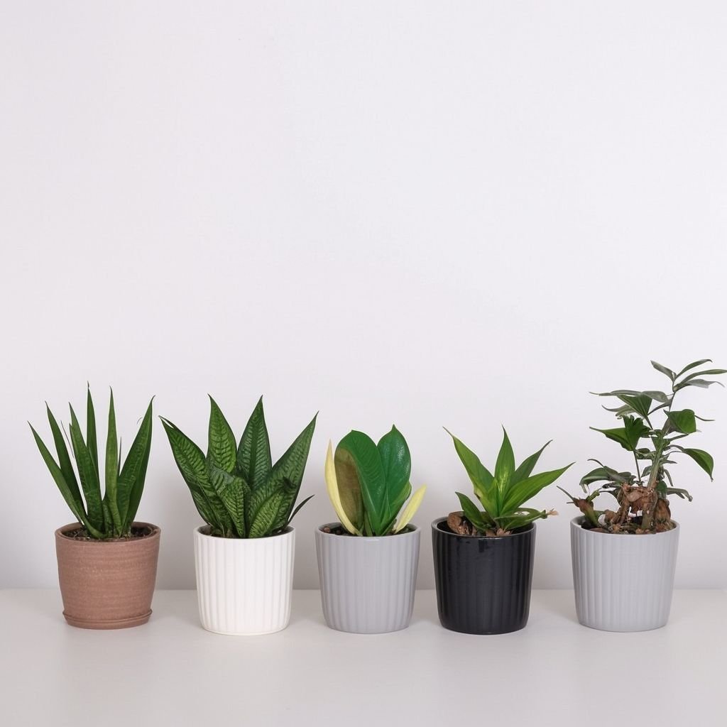 Miniaturowe rośliny mieszane w doniczkach